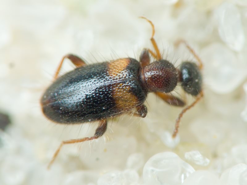 Coleoptera Linnaeus, 1758